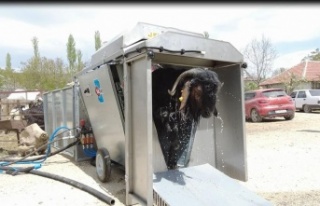 Küçükbaş hayvanlara hızlı ilaçlama