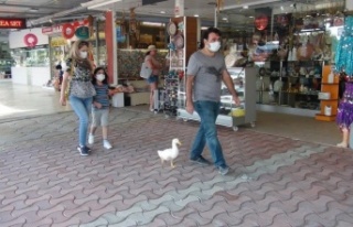 Ördekleriyle çarşı pazar geziyor, görenleri şaşkına...