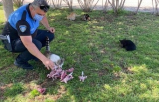 Polislerden sokak hayvanlarına su ve mama desteği