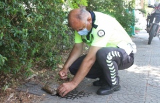 Sıcaktan bunalan kaplumbağaya polis şefkati