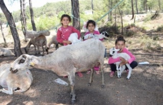Yılda 6 ayrı yer değiştiren çobanlar göç etmeye...