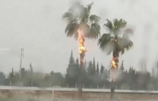 Yıldırım düşen palmiye ağaçları alev alev...