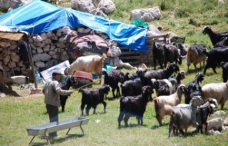 Yörüklerin yayla göçü başladı