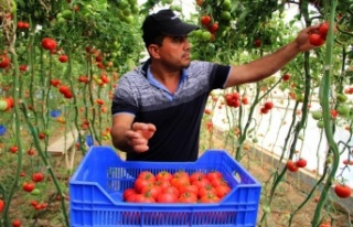 Zam şampiyonu domatesin üreticiye faydası yok