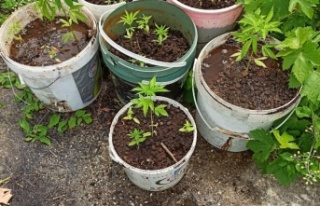 Alanya'da 135 kök hint keneviri ele geçirildi