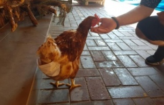 Alanya'da esnafın maskotu ‘tavuk’ sokağa...