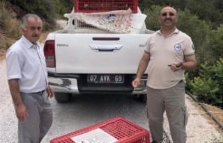 Alanya'da keklikler Aliefendi’den doğaya bırakıldı