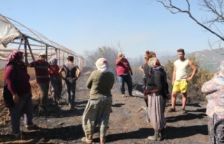 Antalya'daki arazi yangınında seraların naylon...