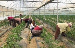 Antalya'nın yaylalarında örtü altı üretim...