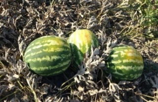 Aşırı sıcak ve poyraz 350 ton karpuzu yaktı