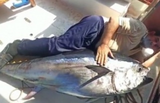 Balıkçının oltasına 130 kiloluk orkinos takıldı