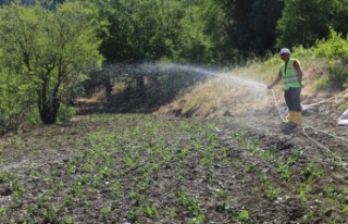 Çilek fidesi üretimine başlandı