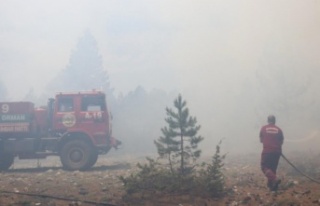 İşte Alanya'daki yangınların sebebi