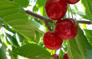 Kiraz üreticisi pazar için destek bekliyor