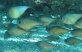 Kızıldeniz'den gelen üçgen balıklarının...