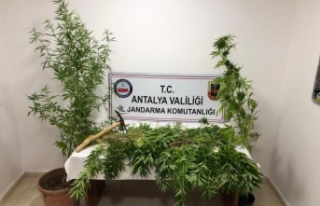 Ormana ektiği kenevirlere bakım yaparken suçüstü...