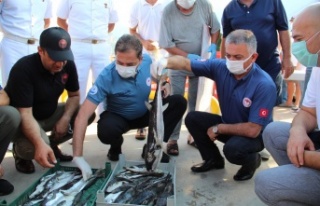 3 yılda 16.5 milyon anaç balon balığı yakalanacak