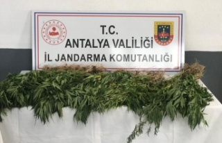 50 kök kenevir ele geçirildi; 1 gözaltı var