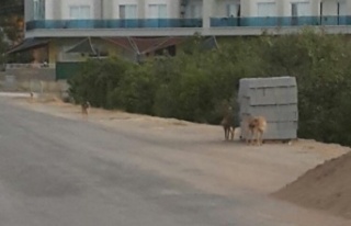 Alanya'da sokak köpeği kabusu