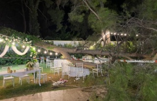 Antalya'da düğün sırasında ağaç devrildi:...