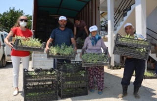 Büyükşehir Alanyalı üreticilere  5 bin adaçayı...