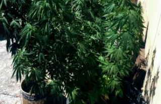 Evinin çatısını uyuşturucu tarlasına çevirdi,...