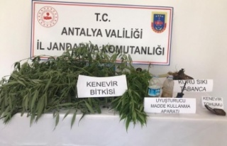 Gazipaşa’da seraya uyuşturucu operasyonu