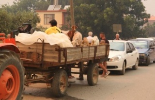 Hayvanlarını yangından traktöre yükleyerek kaçırdılar