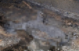 Manavgat yangınında içleri yakan görüntü