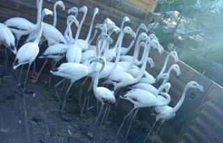 Yasadışı yollardan ele geçirdikleri flamingoların...