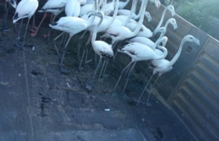 Yasadışı yollardan ele geçirdikleri flamingoların...