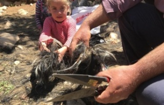 Yörüklerin keçi kırkma mesaisi başladı