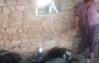 6 gün alevlerin arasında mahsur kalan keçi, kurtarıldıktan...