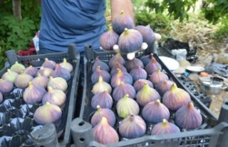 800 rakımlı köyde taze incir hasadı başladı