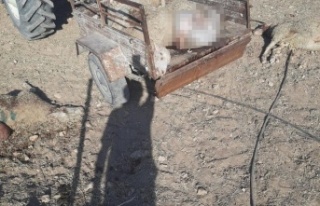 Ağılı basan kurtlar 25 koyunu ve 5 kuzuyu telef...