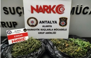 Alanya'da 600 gram esrar ele geçirildi