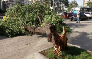 Alanya'da fırtına ağacı devirdi, araç altında...