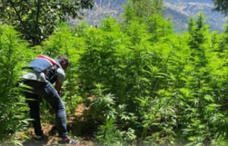 Alanya'da serada kenevir üretimine baskın