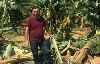 Alanya'daki fırtınanın bilançosu ağır oldu