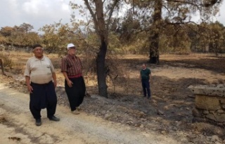Alanya'nın yangın bölgesinde zarar tespiti...