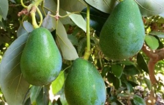 Alanyalı avakado üreticilerine önemli uyarılar