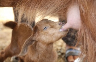 Alevlerin arasında doğan ve annesini kaybeden oğlağa...