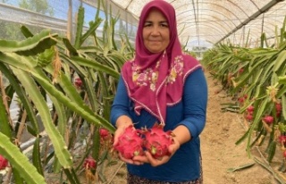 Girişimci ev hanımı iki yılda ürettiği ejder...