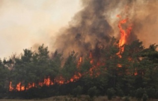 İşte Alanya'daki yangınların bilançosu