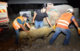 Manavgat Belediyesi'nden, yangınzedelere küçükbaş...