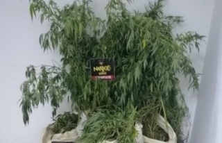 Muz serasında kenevir yetiştiren şüpheli tutuklandı