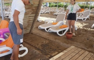 Onlarca yavru caretta, sahildeki yürüme yolu altında...