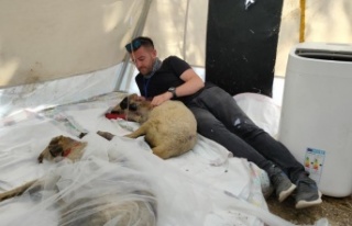 Orman yangınında yaralanan hayvanlara klasik müzik...