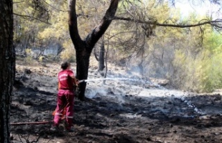 Ormana giriş yasağını delip haberleri olmadığını...