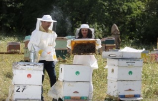 Ülke genelindeki orman yangınları arıları ve...
